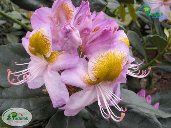 Rhododendron Madame Jules Porges